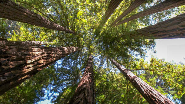 How Our Tree Care Process Works  in  Waldo, FL