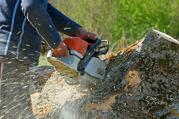 Best Hedge Trimming  in Waldo, FL